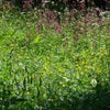 Photo 9: meadow in summer