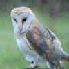 Photo 4: local wildlife