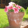 Photo 5: Summer....