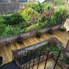 Photo 3: Garden 