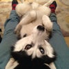 Photo 3: The dog