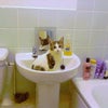 Photo 3: BATHROOM & OSCAR