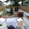 Photo 4: Modern garden