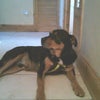 Photo 3: The Hallway (Rottwieler included)