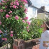 Photo 4: Front rose garden