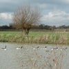Photo 3: Some ducks that live nearby.