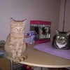 Photo 3: mando and dj