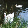 Photo 6: visiting swans