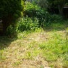Photo 3: Garden