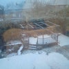 Photo 4: garden