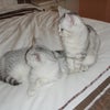 Photo 5: cats