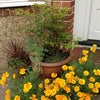 Photo 6: Front garden