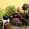 Photo 5: Back garden/patio