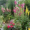 Photo 8: Garden