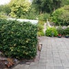 Photo 8: Garden