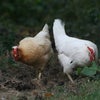 Photo 3: Our chickens in the garden