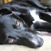 Photo 5: Jesse the dog!