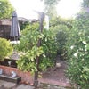 Photo 2: Garden