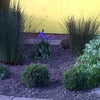 Photo 5: Front garden