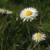Photo 2: Taken in the garden :)