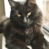 Photo 9: My Cat Bobby