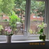 Photo 8: Leafy outlook from all windows. Private Garden.