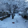 Photo 2: The back garden in the snow