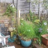 Photo 5: Back garden