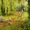 Photo 2: POND GARDEN