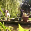 Photo 4: MY DOGS LOL