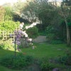 Photo 5: back garden