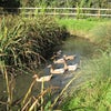 Photo 6: Duck Pond