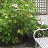 Photo 2: use of patio