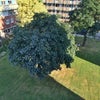 Photo 8: View from balcony