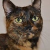Photo 4: The cat.