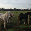 Photo 5: Horses in field opposite house