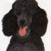 Photograph of Geoffrey