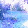 Photo 5: Large shared garden