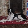 Photo 5: Lady Dog