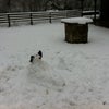 Photo 4: Dog sledge