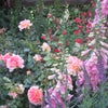 Photo 7: SUMMER GARDEN EVINGTON HILL FARM