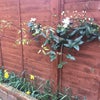 Photo 7: Garden 