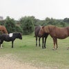 Photo 4: New Forest Ponies