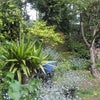 Photo 8: the garden in spring