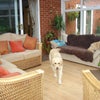 Photo 5: Conservatory and Goldens