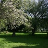 Photo 2: Orchard