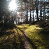 Photo 3: Mortimers Forrest