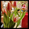 Photo 4: Spring at my house