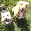 Photo 2: My dogs