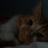 Photo 5: Our cat Alley